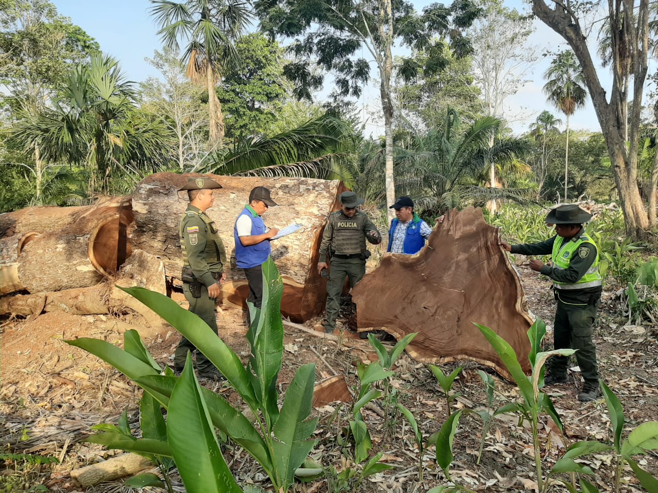 Denuncian tala indiscriminada de árboles en Sucre – Franja Noticias